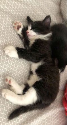 a black and white cat laying on top of a bed next to a red shoe