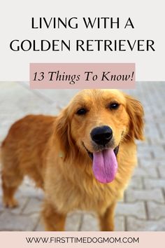 Living With A Golden Retriever - A happy Golden Retriever standing and looking at you with its tongue sticking out. Light Golden Retriever Puppy, Golden Retriever Types, Golden Retriever Mom Aesthetic, Golden Retriever Tricks, New Golden Retriever Puppy, How To Train A Golden Retriever Puppy, Golden Retriever Puppy Must Haves, Golden Retriever Must Haves, Working Golden Retriever