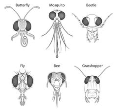 four different types of mosquitoes with their names in black and white, including the one on