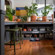 a kitchen filled with lots of potted plants