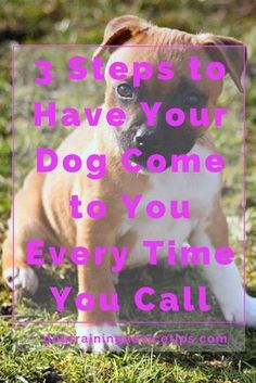 a brown and white dog sitting in the grass with a pink frame over it that says, 3 steps to have your dog come to you every time you call