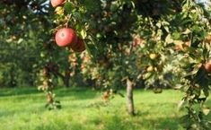 an apple tree filled with lots of red apples on it's branches and green grass