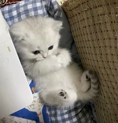 a small white kitten sitting on top of a couch