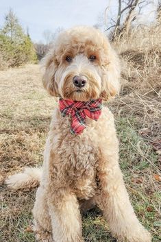 a dog with a red bow tie sitting on the grass in front of some trees