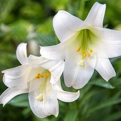 two white lilies are blooming in the garden