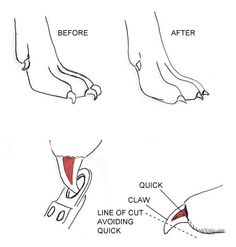 the diagram shows how to do an ankle surgery