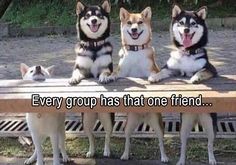 three dogs sitting on top of a bench with the caption, every group has that one friend