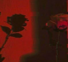 a shadow of a rose on a wall and a vase with a flower in it