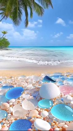 shells and seashells on the beach with palm trees