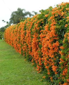 an orange flower bush in the middle of a field