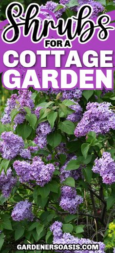 Best Shrubs For A Cottage Garden | Gardening Rose Fertilizer, Edible Roses, Best Perennials, Cottage Garden Design, Cottage Garden Plants, Perennial Shrubs, English Cottage Garden, Shrub Roses