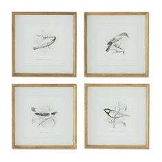 four framed birds are shown in three different frames