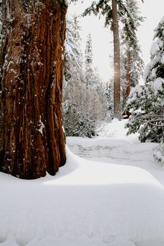 a snowboarder is standing next to a large tree in the middle of a snowy forest