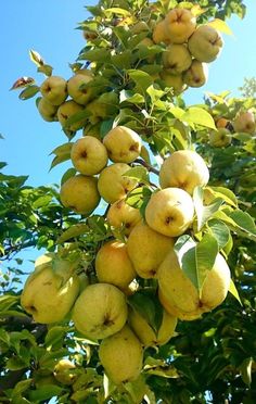 the fruit is hanging from the tree in the sun, and ready to be picked