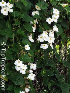 white flowers growing on the side of a tree