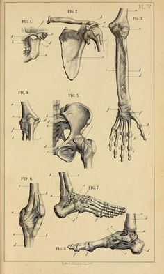 an old book with different types of bones