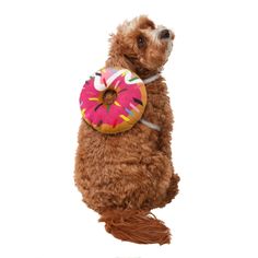 a brown dog with a pink donut in its mouth is standing on it's hind legs