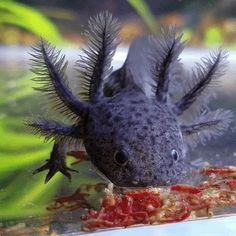 an image of a fish that is swimming in the water and looking at it's food