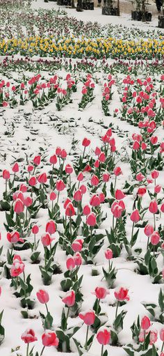 many red flowers are in the snow