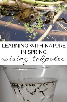 a glass filled with water and birds floating in it next to the words learning with nature in spring raising tadpoles