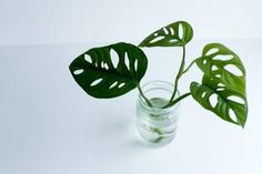 a green plant in a glass vase on a white surface with the leaves sticking out