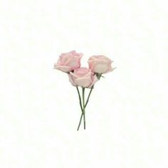 three pink roses sitting on top of each other in front of a white background,