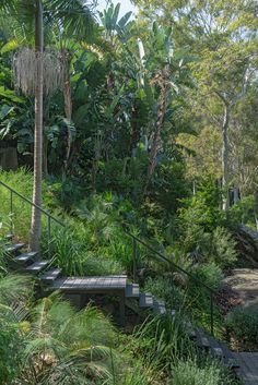 a wooden bench sitting next to a lush green forest filled with lots of trees and plants