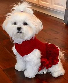 a small white dog wearing a red sweater