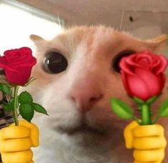 a white cat holding a red rose up to its face