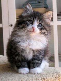 a small kitten sitting on top of a rug