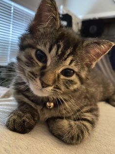 a small kitten laying on top of a bed