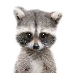 a baby raccoon is looking at the camera