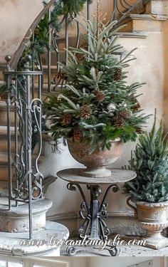 there is a potted pine tree on the table next to some plants and stairs