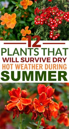 flowers with the words plants that will survive dry, hot weather during summer and an image of