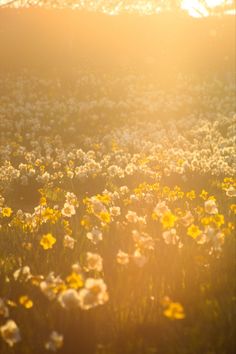 the sun shines brightly over a field of wildflowers