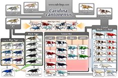 a diagram showing the different types of insect species and their distribution into each other's body