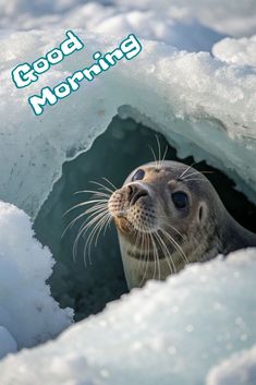 a seal in an ice cave with the caption good morning