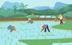 people are working in the rice field