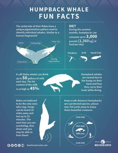 the humpback whale info sheet is shown