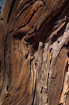 the bark of an old tree is brown