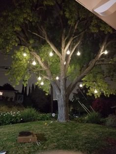 a large tree with lights hanging from it's branches in the middle of a yard