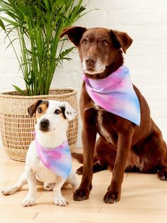 two dogs sitting next to each other wearing bandanas