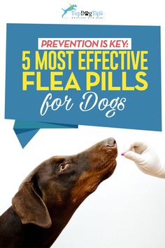 Flea Medicine For Dogs, Kill Fleas On Dogs, Flea Spray For Dogs, Benadryl For Cats, Flea And Tick Spray, Flea Spray