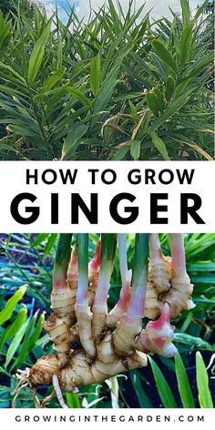 how to grow ginger in the garden with text overlay that reads, how to grow ginger