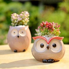 two ceramic owl planters with succulents in them