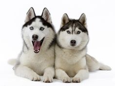 two husky dogs sitting next to each other with their mouths open in front of the camera