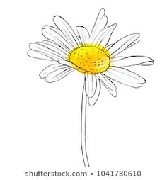 a drawing of a daisy flower on a white background