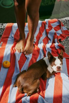 a brown and white dog laying on top of a towel next to a persons feet