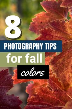 fall leaves with the text 8 photography tips for fall colors