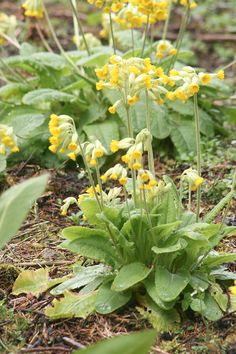 some yellow flowers are growing in the grass and on the ground with other green plants